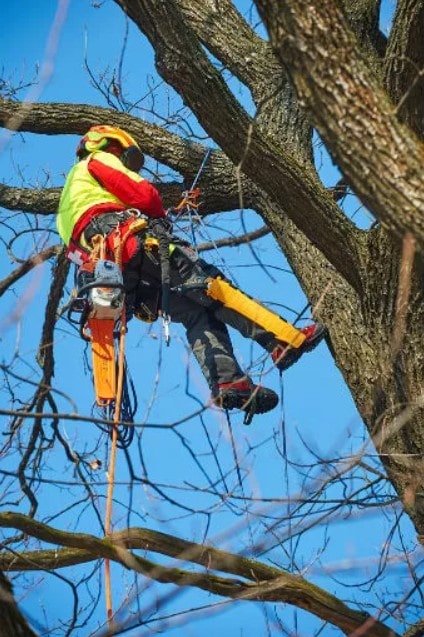 Услуги по спилу деревьев)